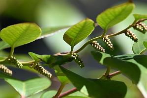 2025-04286709 Mount Auburn Cemetery, MA